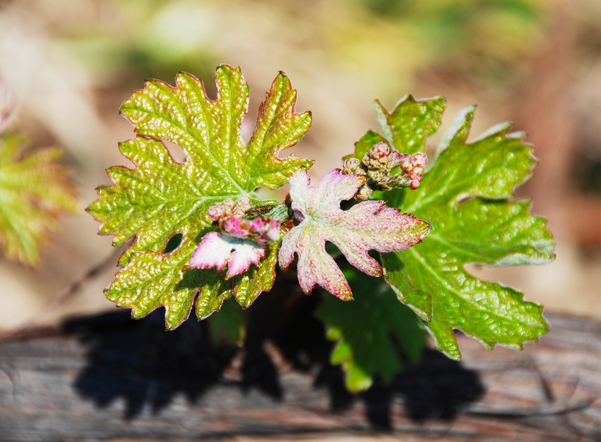 CAMPO AL PERO - SOSTENIBILITA