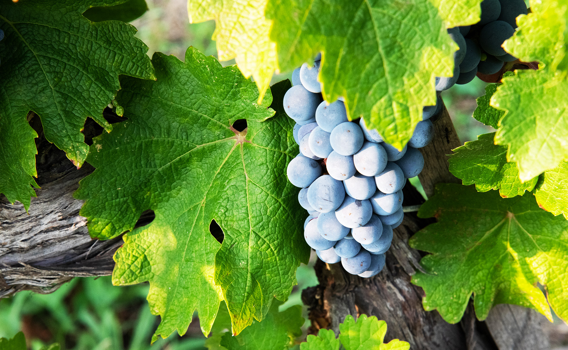 CAMPO AL PERO - SOSTENIBILITA