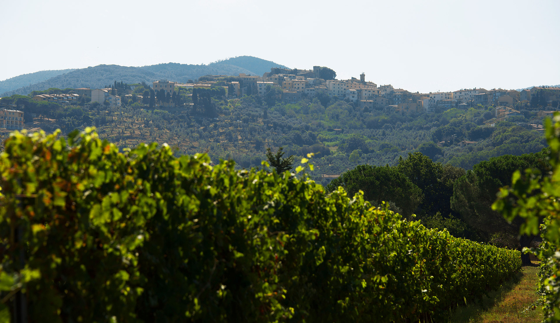 CAMPO AL PERO - TERRENI