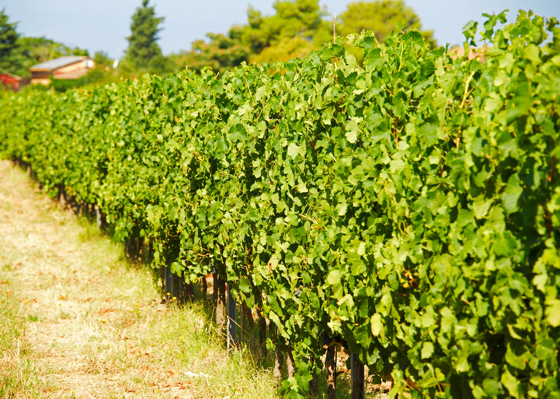 CAMPO AL PERO - TERRENI