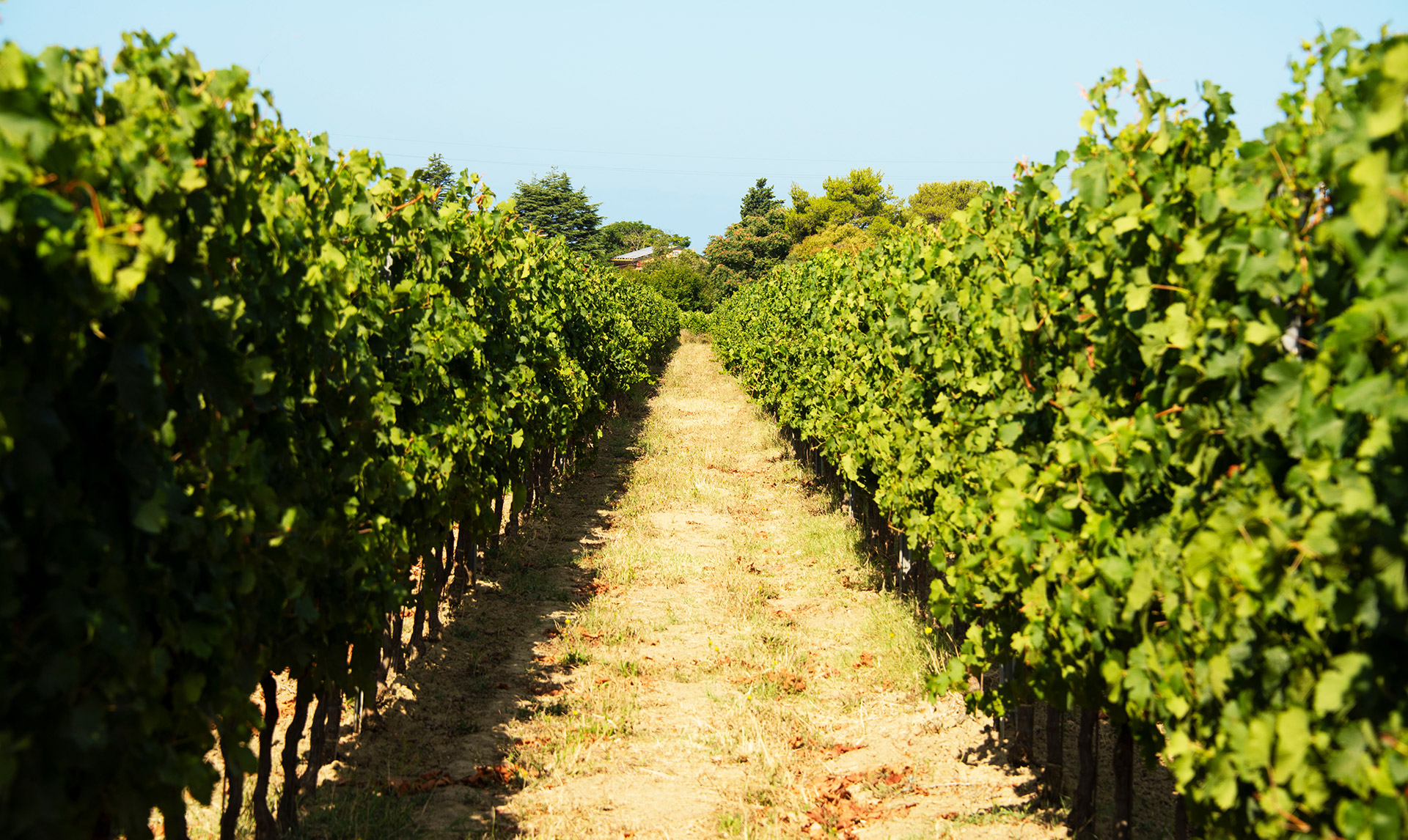 CAMPO AL PERO - TERRENI